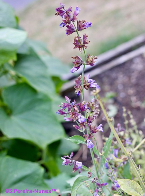 The flower of Salvia, Community gardens @ UBC Campus, Vancouver, BC, Canada