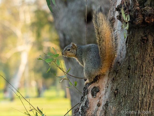 2024.03.20 - squirrel on alert