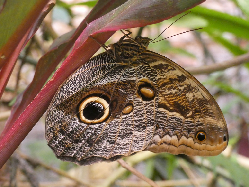 Owl Butterfly at the National Museum of Costa Rica, San José, Costa Rica, 19 March 2024