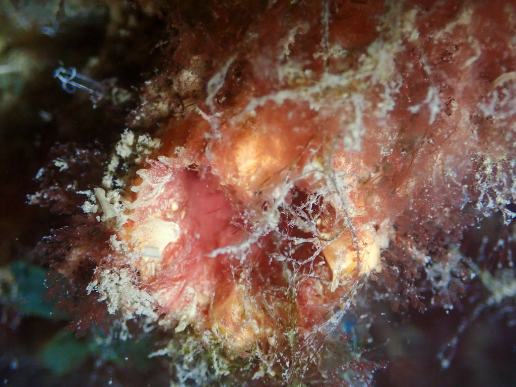 Sea Squirts Up Close At Fishermans Basin