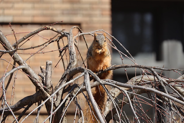 Fox Squirrels in Ann Arbor at the University of Michigan on March 11th, 2024