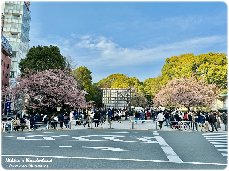 2024 上野恩賜公園 桜 櫻花