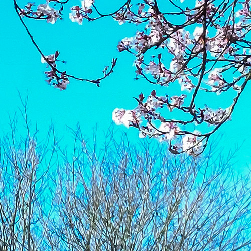 Cherry blossom, blue sky