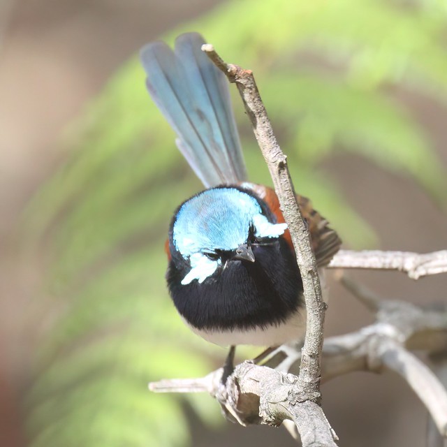 Male Red-winged Fairy-wren at Jarrahdale 20/3/2024
