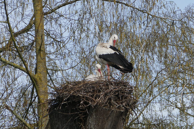 Ooievaars op het nest