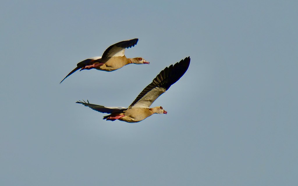Ganso-do-egito, Egypt goose