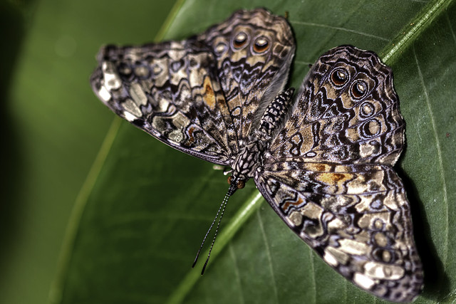 Variable Cracker Butterfly [Hamadryas feronia]