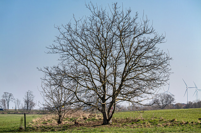 Ahrensfelde, Wuhletal: Baum auf einem Feld hinter der Wuhle - Ahrensfelde, Wuhle Valley: Tree on a field just behind the Wuhle