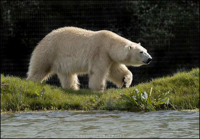 One of the two new Polar Bears at Jimmys Farm and Wildlife Park.
