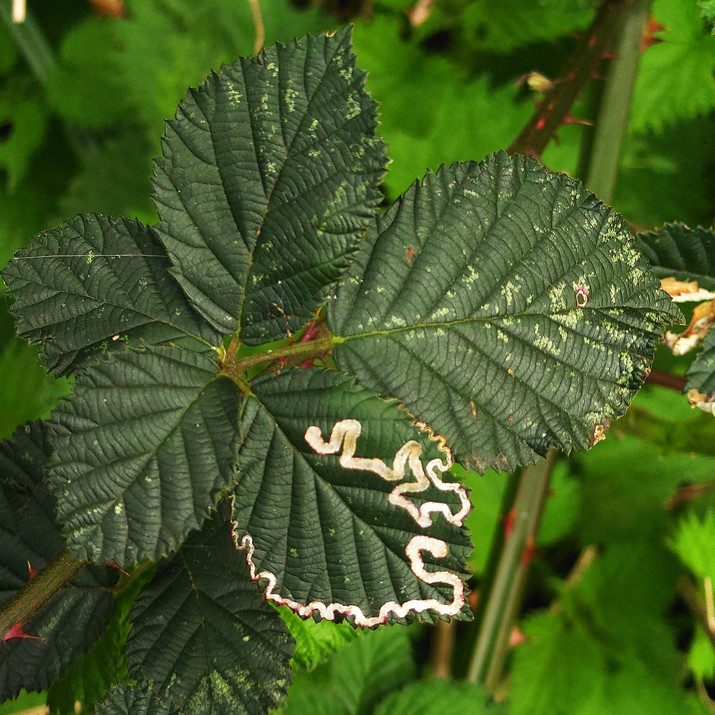 Bramble Leaf Miner moth - Stigmella aurella