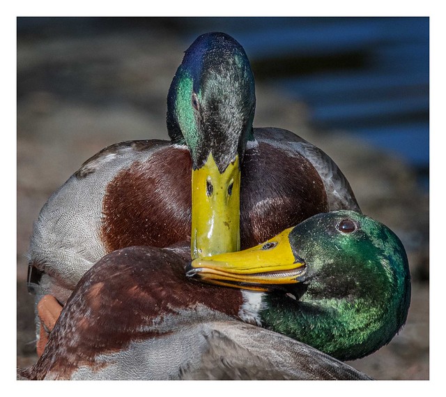 ducking L
