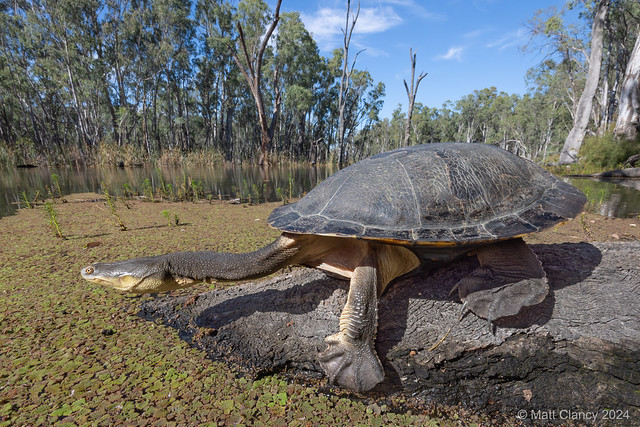 Broad-shelled Turtle (Chelodina expansa)