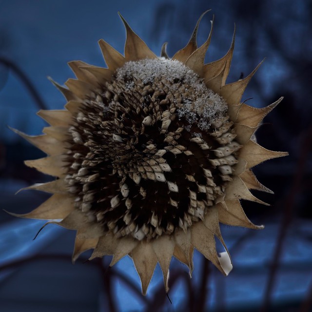 Tournesol d’un printemps gris — Gray spring sunflower