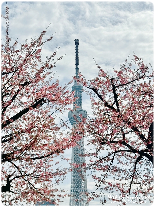 2024 櫻花與晴空塔 桜とスカイツリー