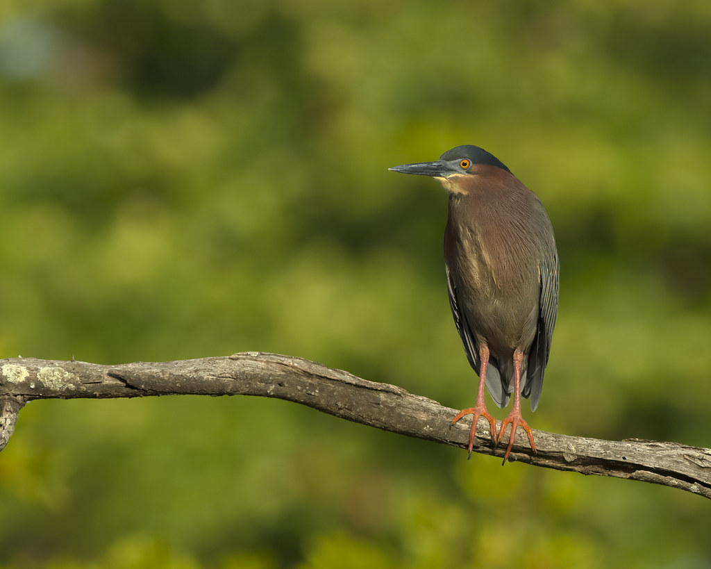 Green Heron Early Morning Lookout