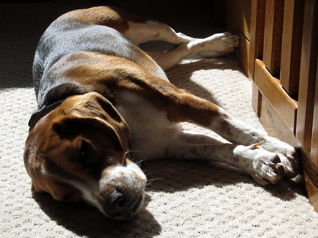Beagle in the sun