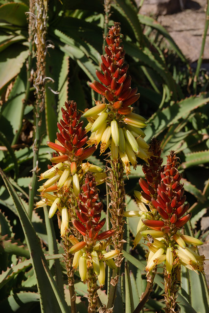 Aloe wickensii blooming in Aloe Alley at Tucson Botanical Gardens, March 2024