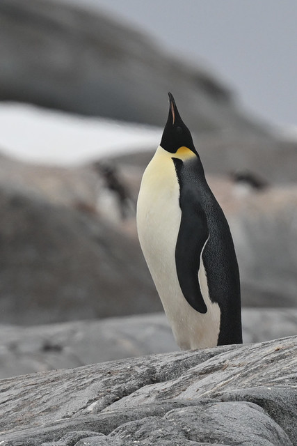 Emperor Penguin gazing skywards