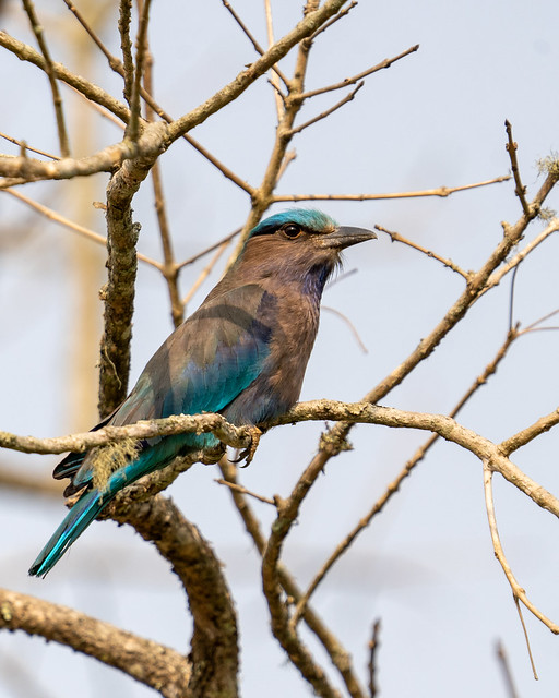 Indo-Chinese roller