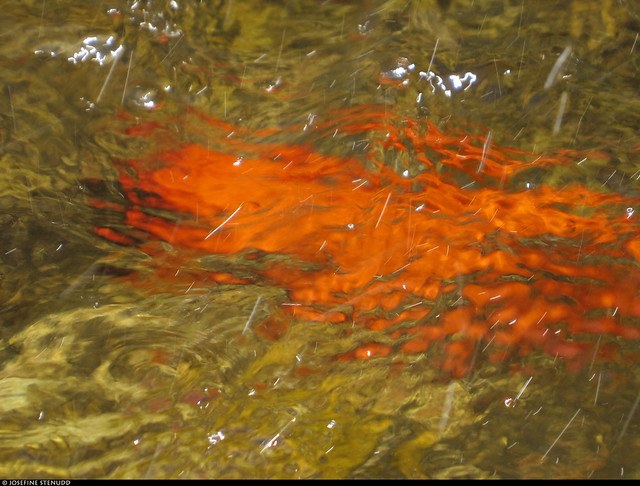 20230625_06 Distorted, orange fish in pond | The University Botanical Garden, Oslo, Norway