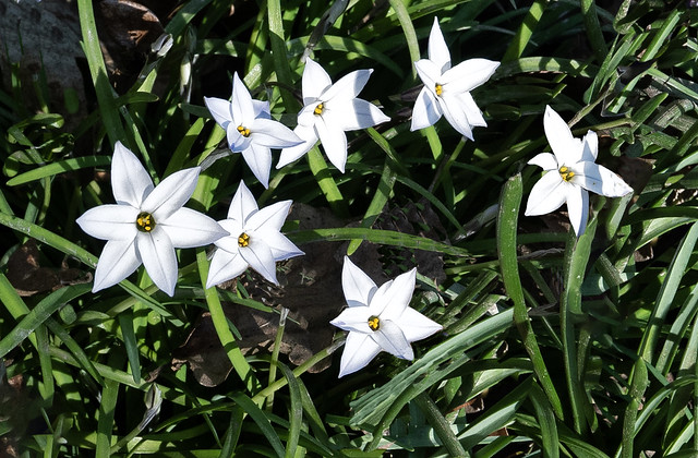 Spring Starflower