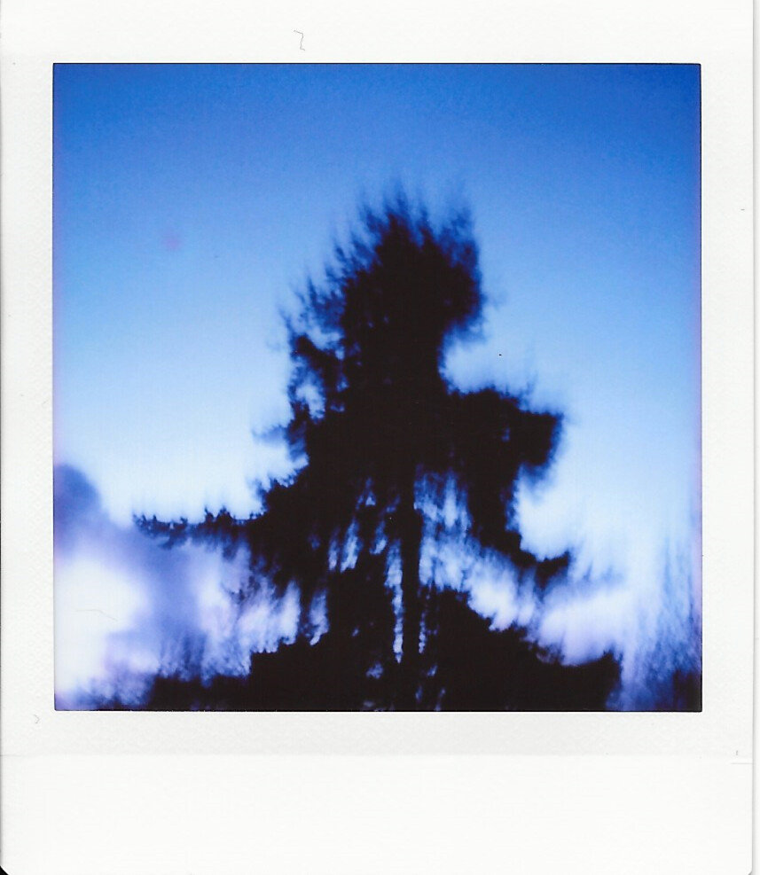 2024 03 22 Blurry Tree 01