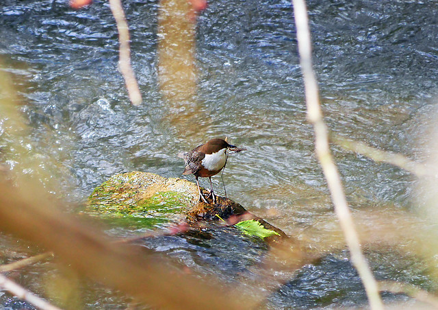 Dipper on the Ceres Burn