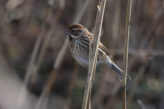 057 Reed Bunting