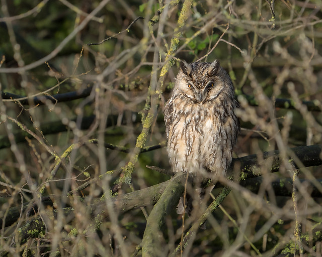 Long-eared owl on his roosting place