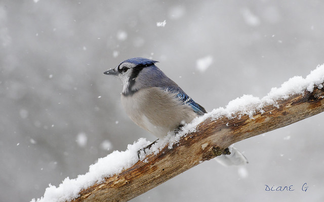 Blue Jay in winter