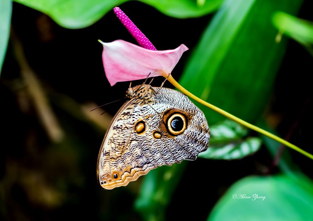 Butterfly with eyes
