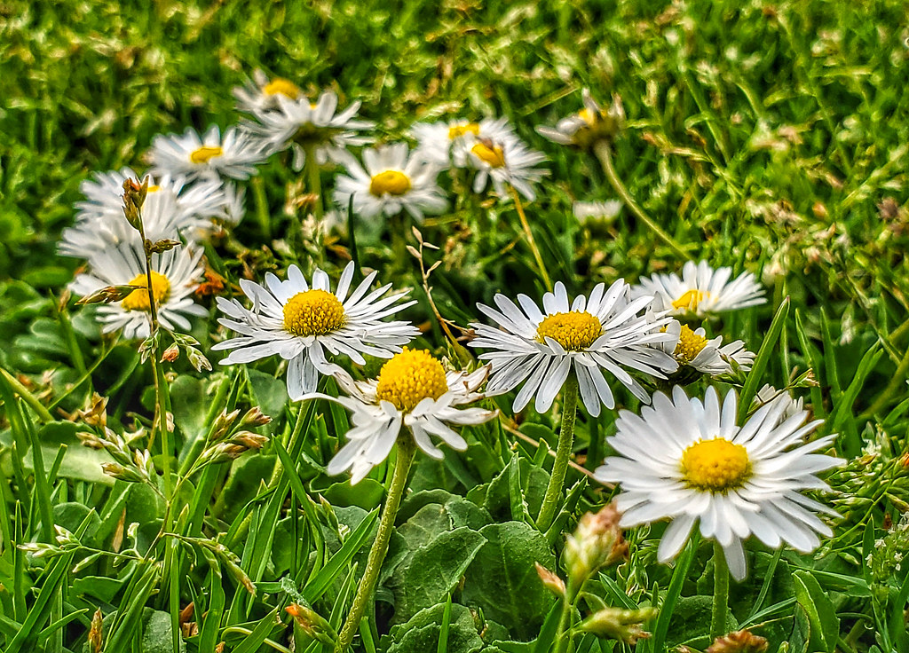 “Wee Wildflowers: English Daisies Among the Grass”