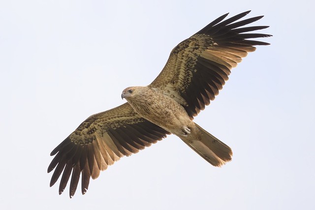 Another Whistling Kite