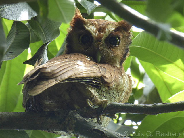 Tropical Screech-Owl (Megascops choliba)