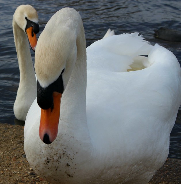 Mute Swans.