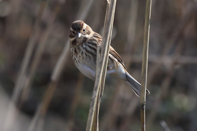 056 Reed Bunting