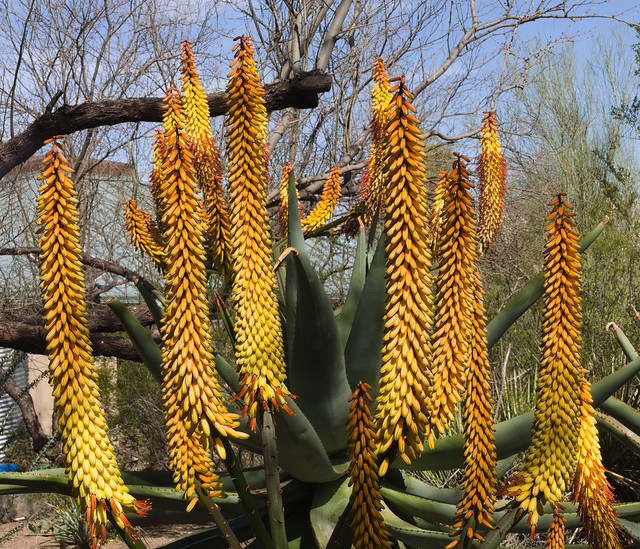 Cape aloe blooming in Aloe Alley at Tucson Botanical Gardens, March 2024