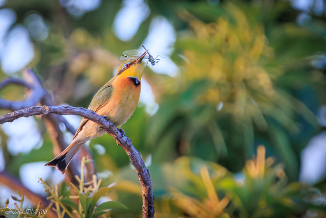 Little Bee-eater-20