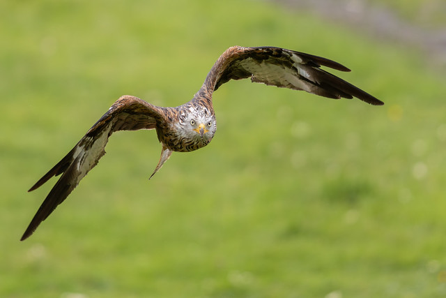 Last couple of Red Kite images