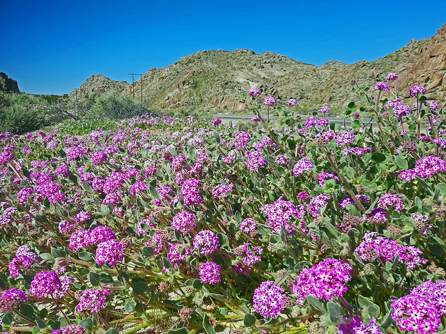 Poison Canyon Wildflowers