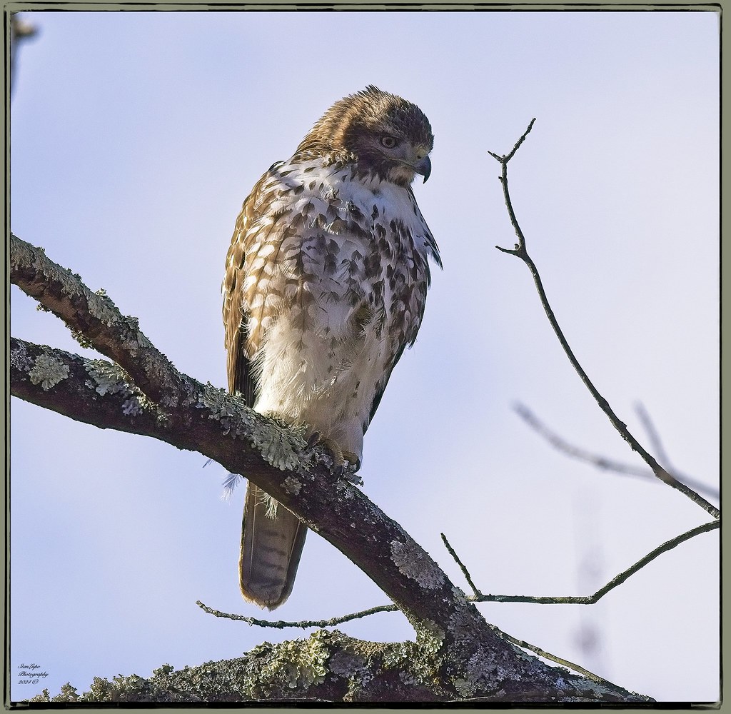 Red-tailed Hawk 1 3_21_24