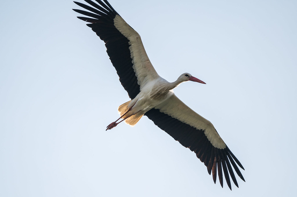 Weißstorch - Stork