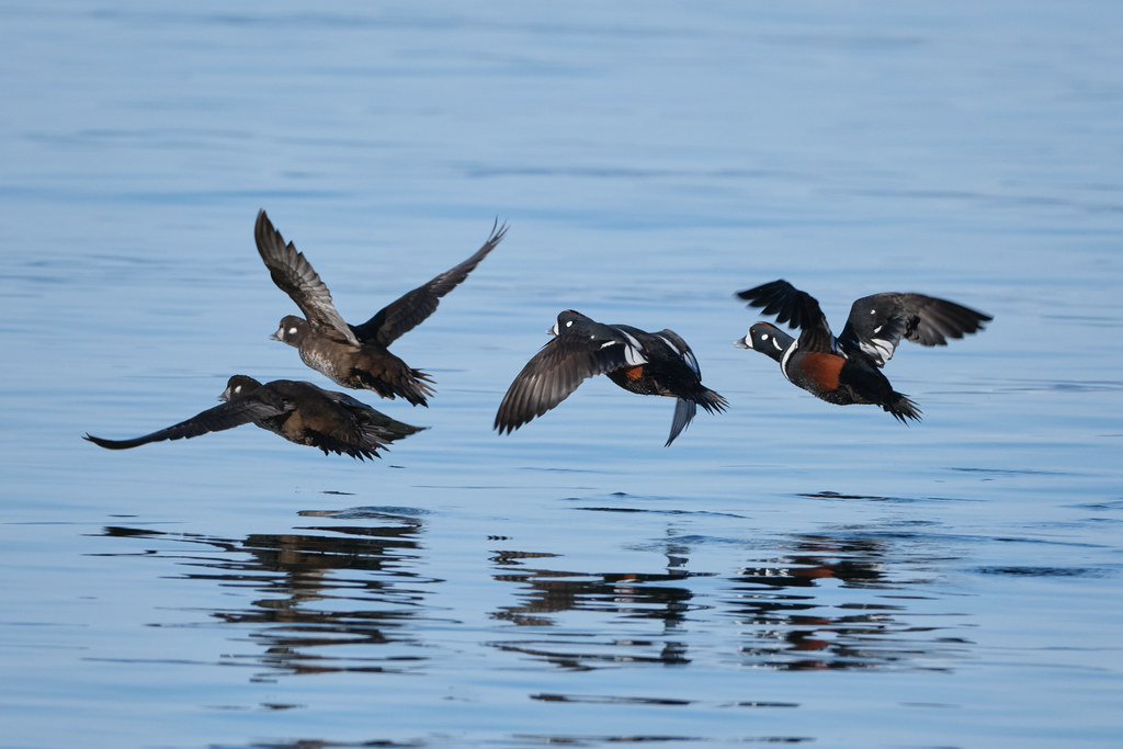 Two female and two male Harlequin ducks shortly flying just above the water