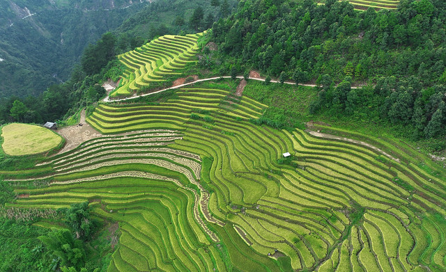 Terraced  farming, Mu Cang Chai, Vietnam