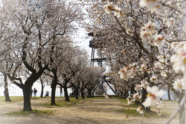 Spring in almond orchard