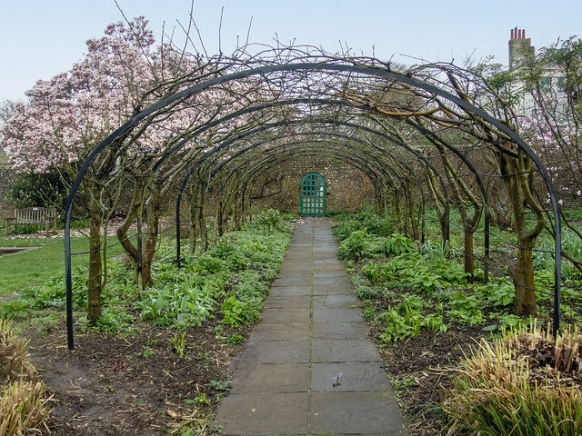 Baron Labernum Arch In The Walled Garden At Preston Manor On A Spring Equinox Morning
