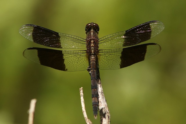 Band-winged Dragonlet (Erythrodiplax umbrata) Male