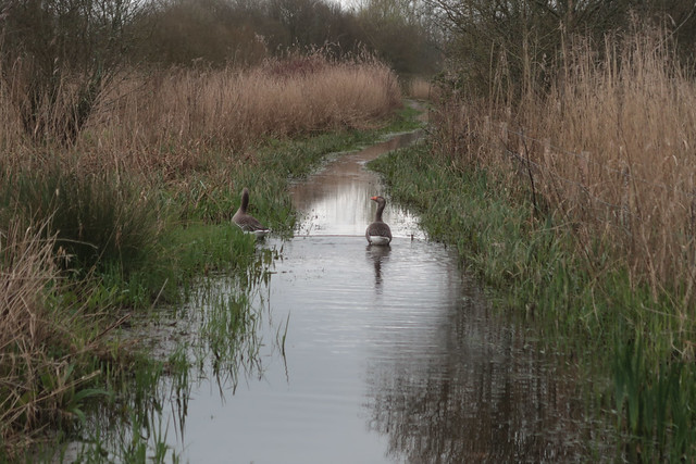 Greylags on the flodoed Screens Path , Fishlake Meadows, Romsey