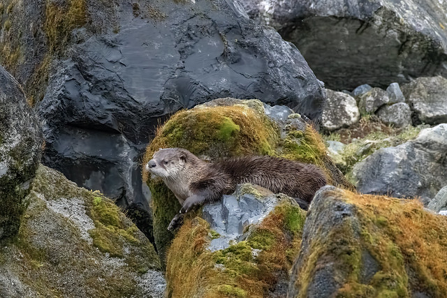 Mossy rocks with otter