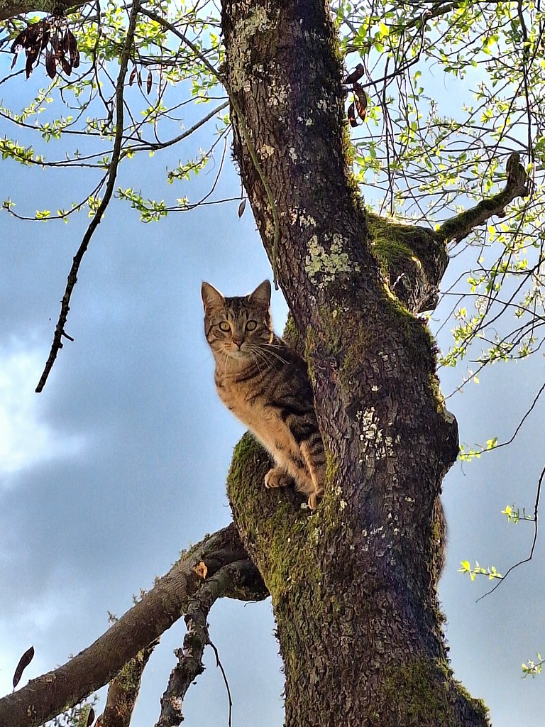 Neighbor's cat in a tree while we were cutting it down